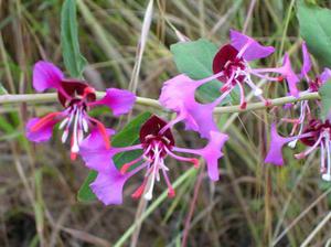 Bagaimana clarkia ditanam