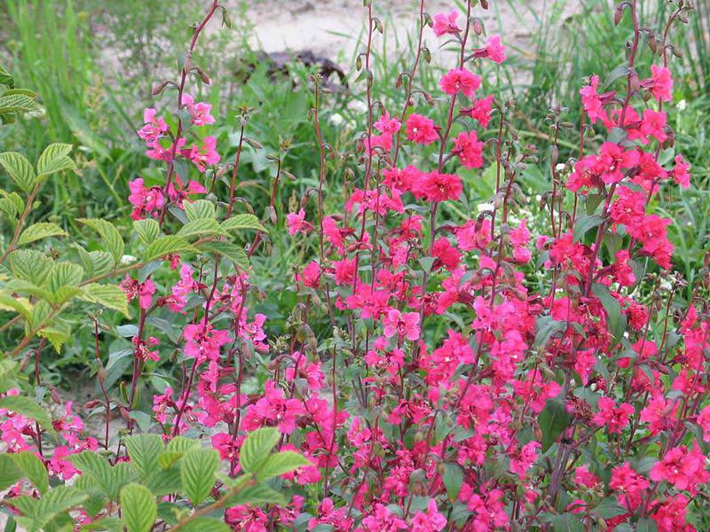 Seperti apa rupa tumbuhan clarkia?