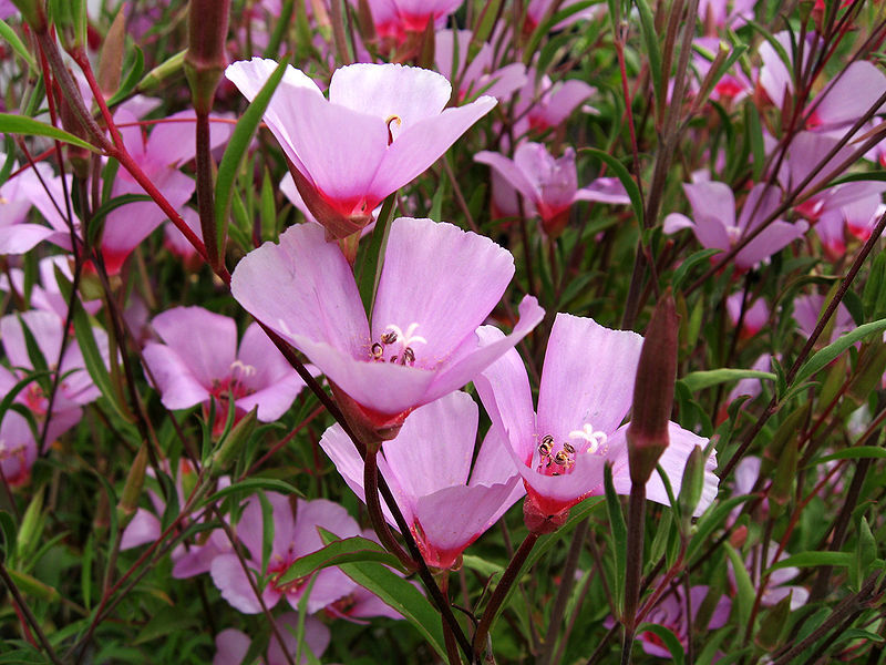 Pendaratan Clarkia