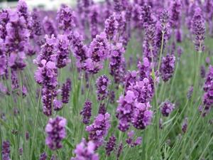 Senarai dan keterangan jenis lavender