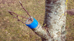 Cengkaman musim bunga pokok pear dan epal