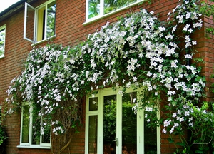 Clematis dalam reka bentuk landskap