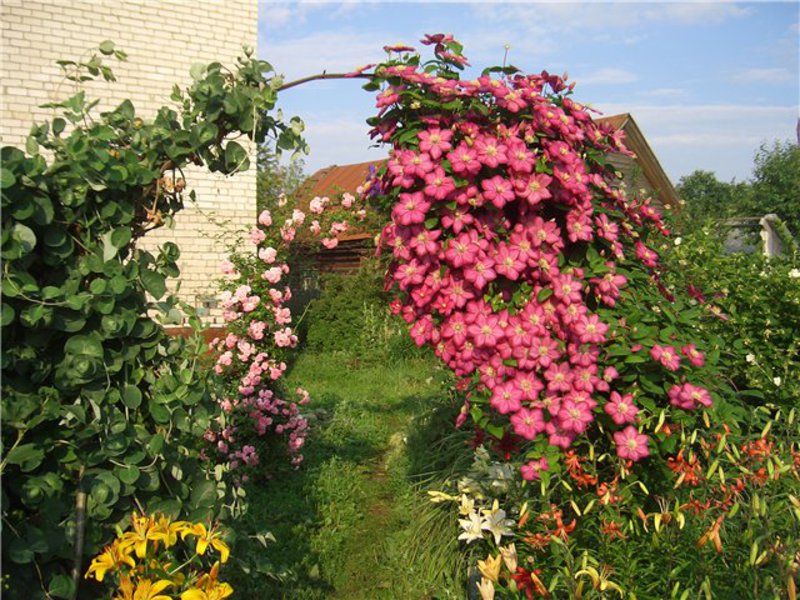 Bagaimana dan pada masa apa untuk menanam clematis