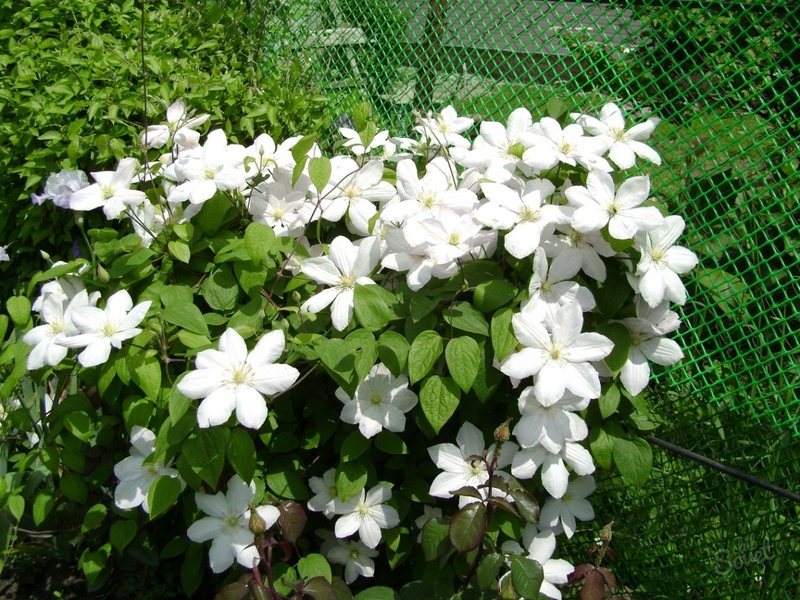 Clematis di Siberia