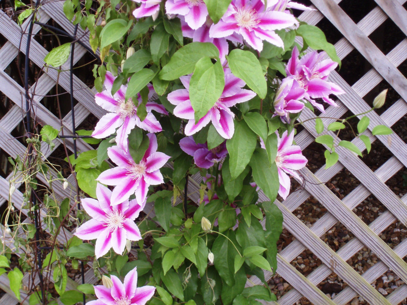 Cara menanam clematis