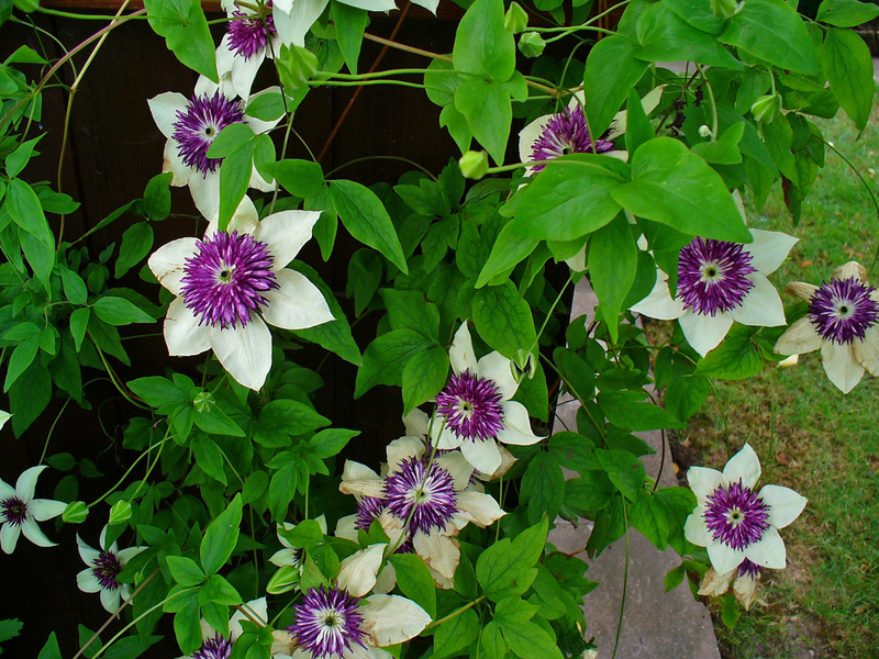 Bagaimana bunga clematis digunakan