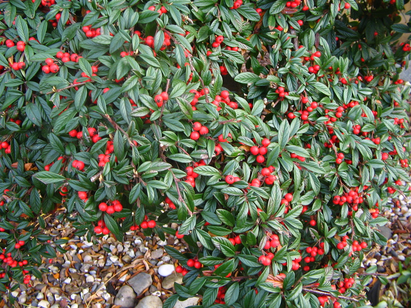 Pucuk muda cotoneaster