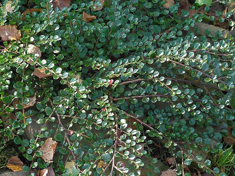 Lindung nilai cotoneaster berbilang baris