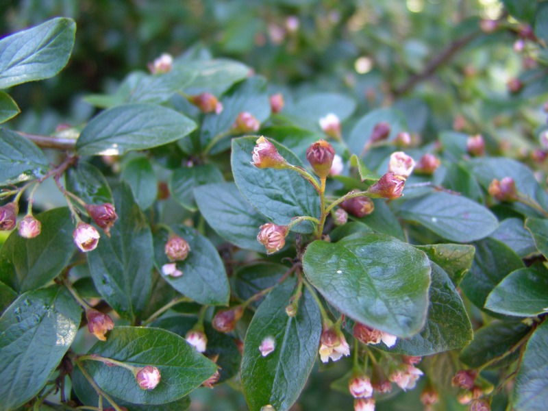 Di mana cotoneaster biasanya ditanam