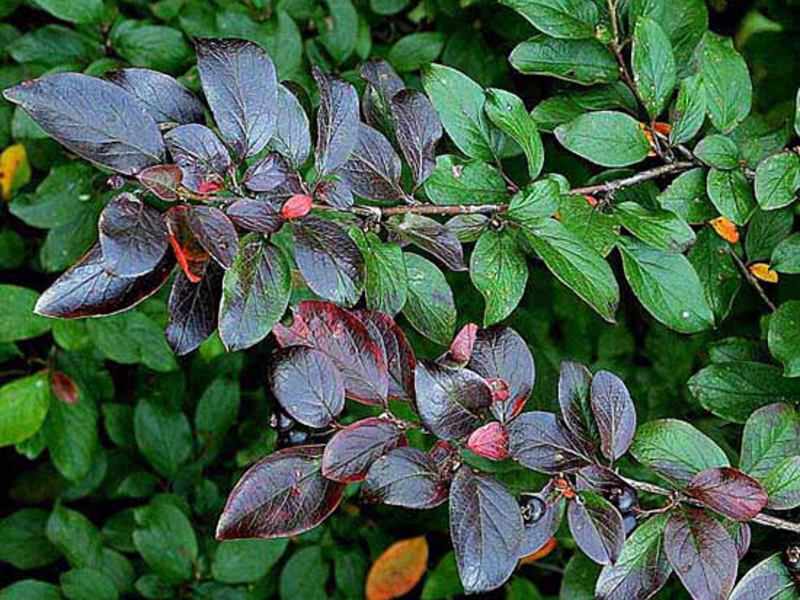 Cara menanam cotoneaster