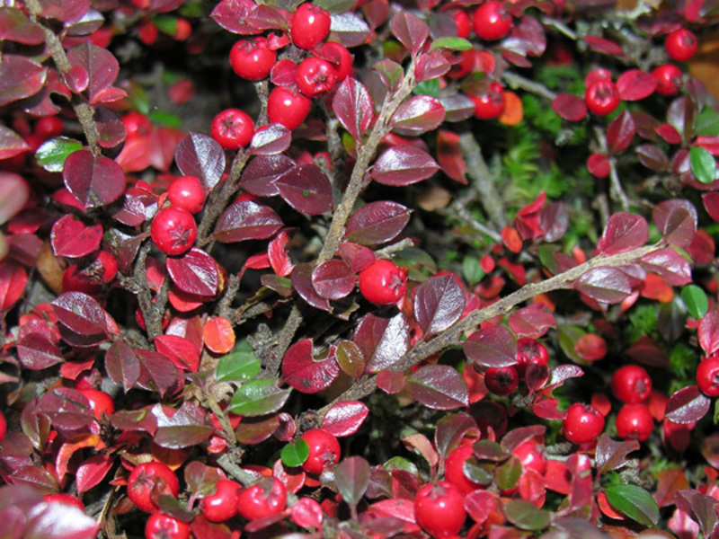 Apakah jenis cotoneaster