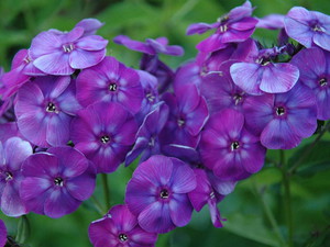 Tumbuh phlox di kebun