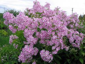 Cara menanam phlox di halaman