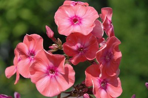 Phlox di bunga