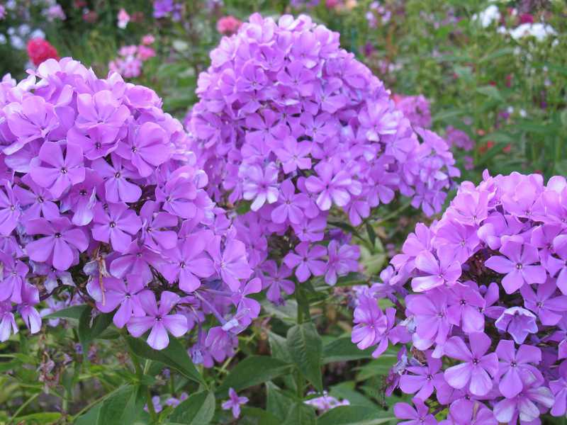 Menanam dan merawat phlox