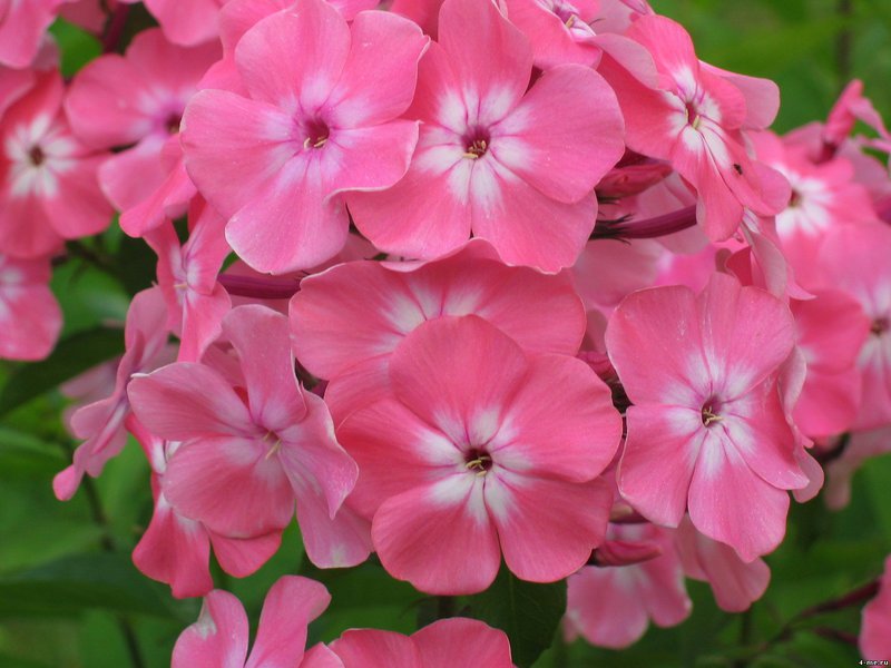 Cara menjaga phlox