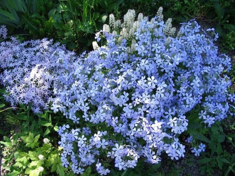 Phlox abadi