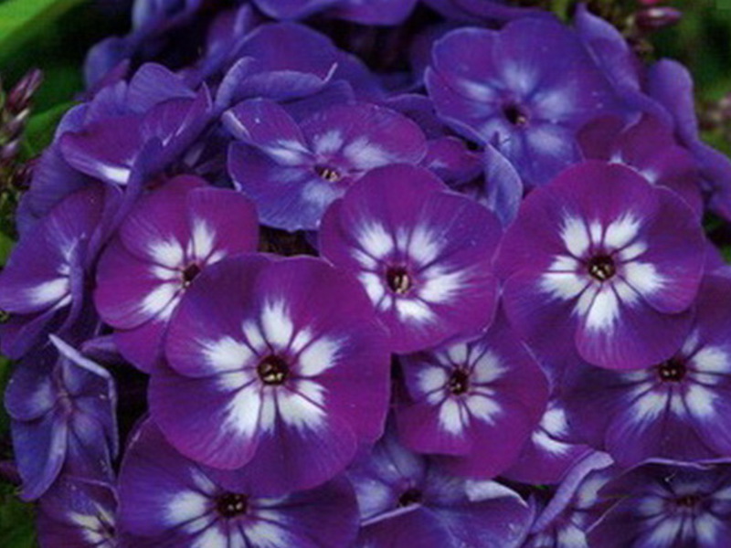 Penerangan mengenai tumbuhan phlox