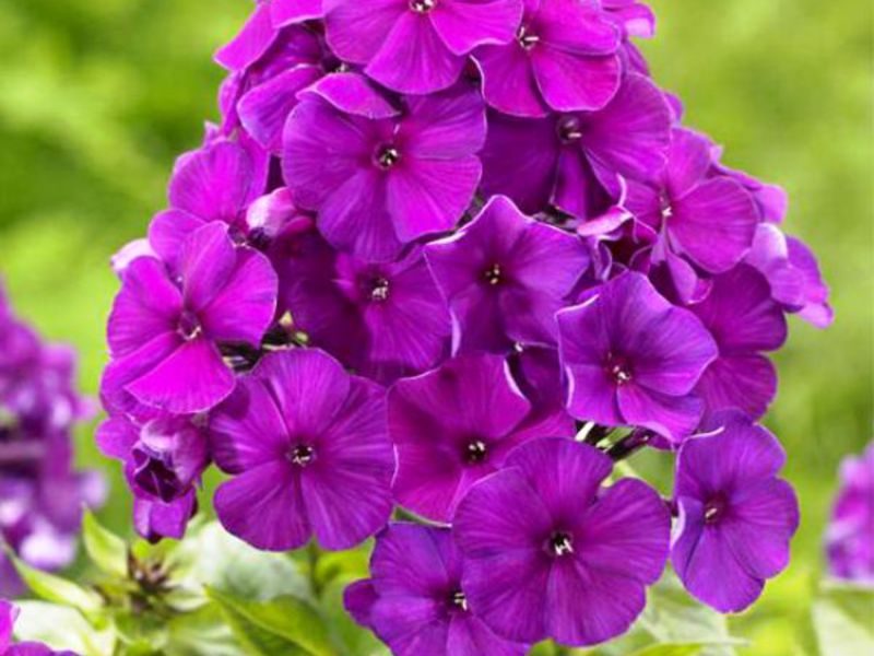 Phlox di taman