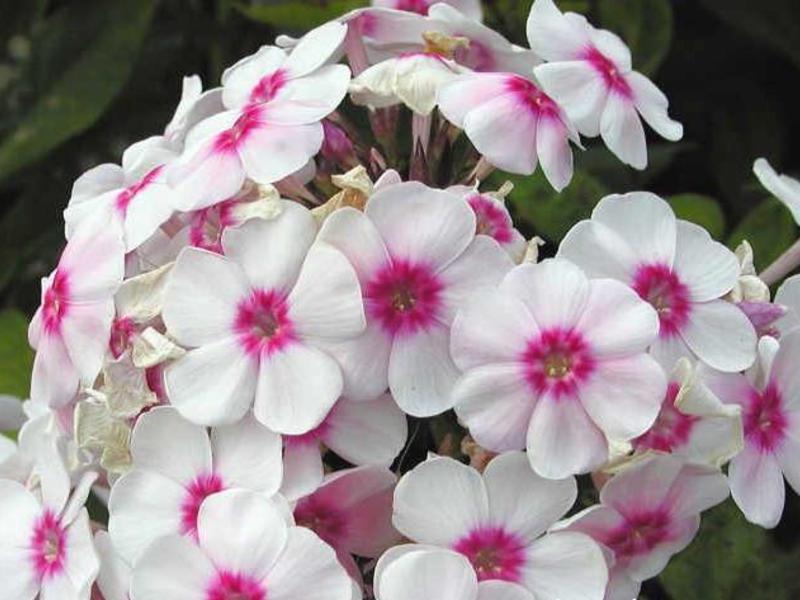 Cara menanam phlox