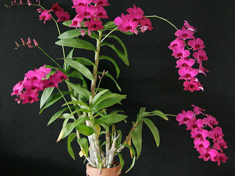 Bunga dalaman Dendrobium