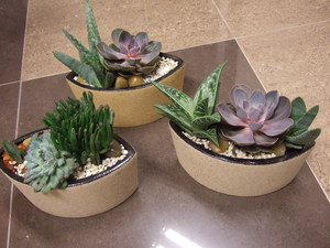 Succulents dalam reka bentuk