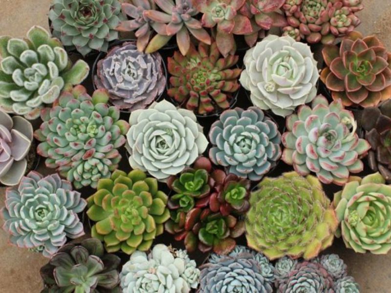 Cara menyiram succulents