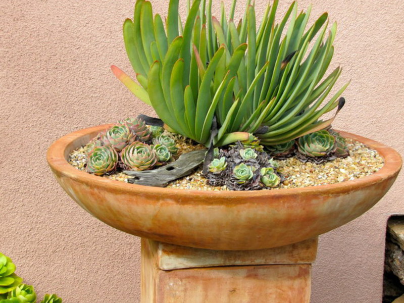 Menanam succulents di rumah