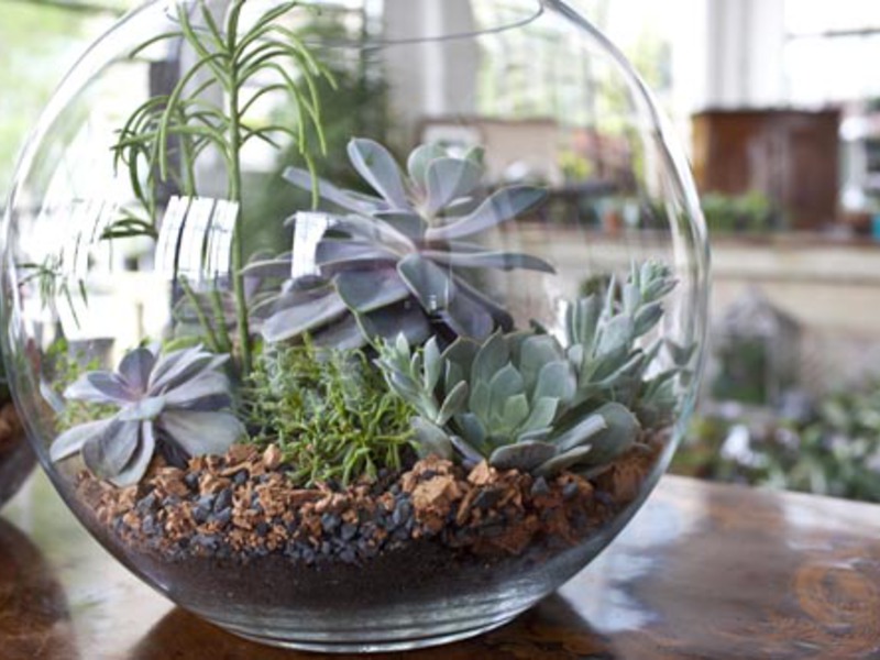 Komposisi succulent DIY