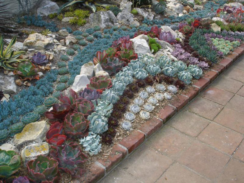 Succulents dan kaktus sesuai dengan semua bahan semula jadi