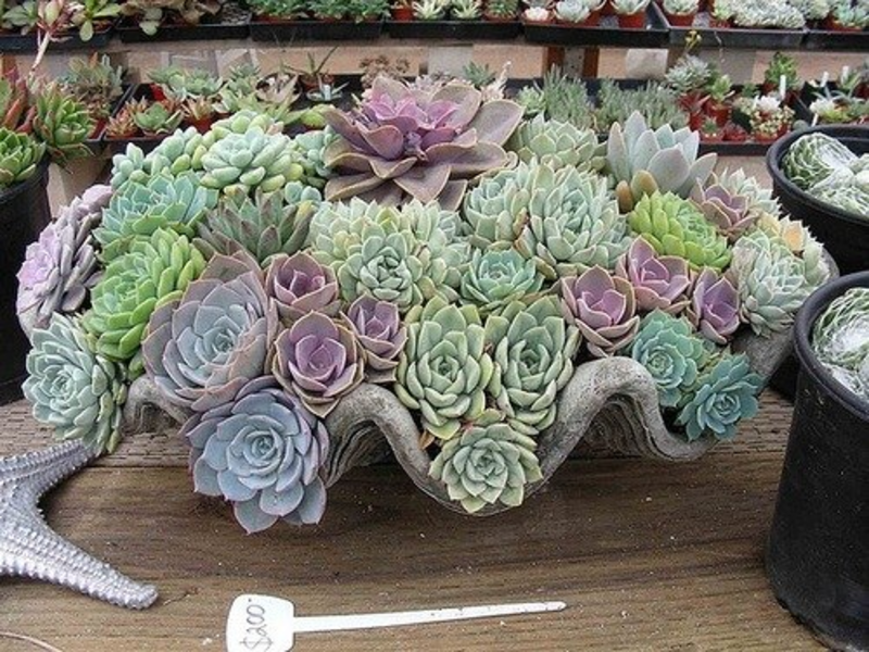 Hiasan dalaman dengan succulents