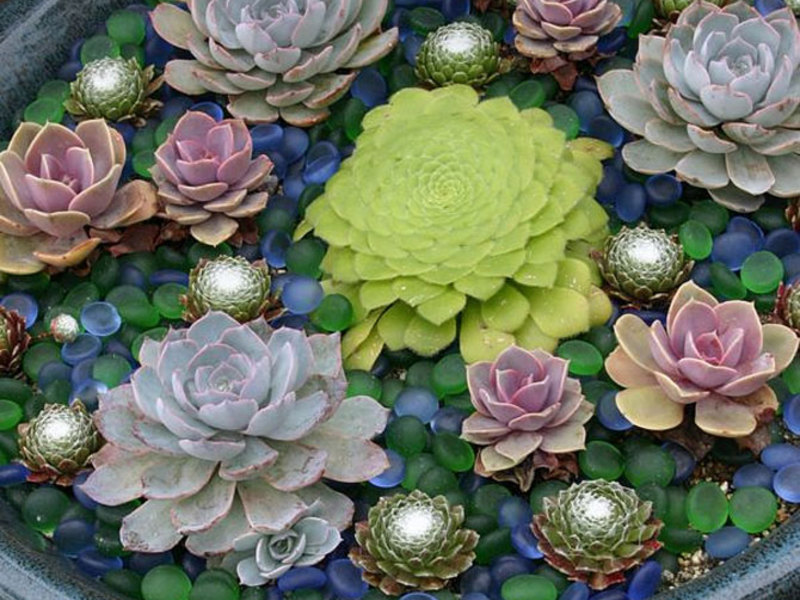 Menanam succulents