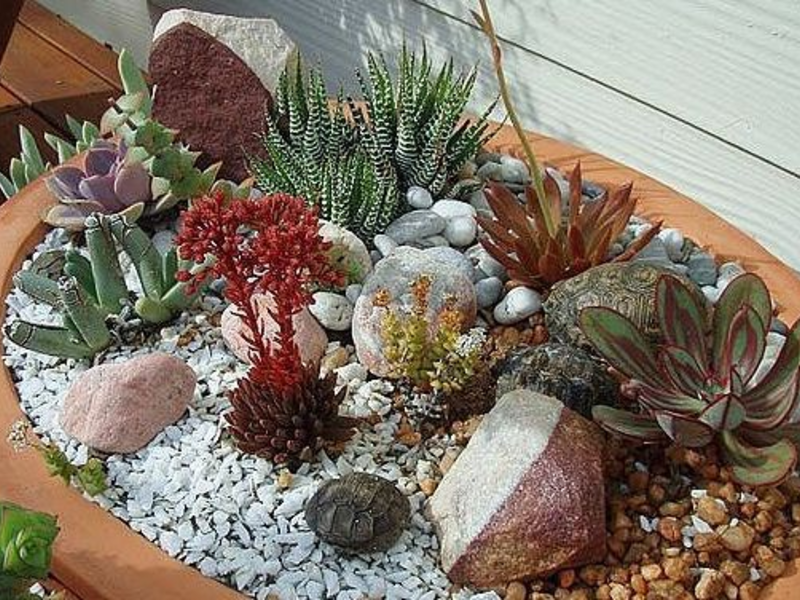 Cara menyusun succulents