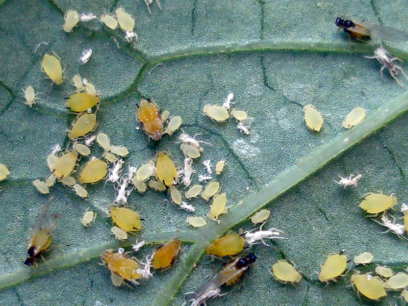 Perosak aphids berbahaya