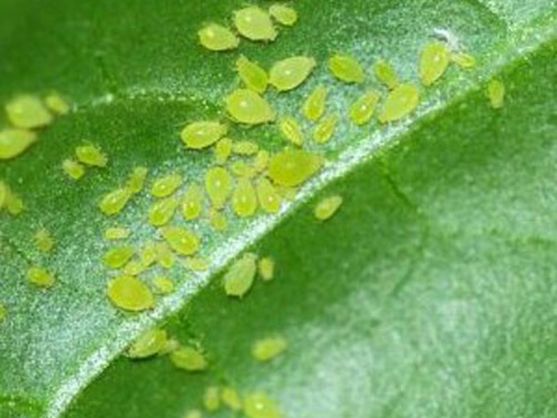 Aphid mendekat