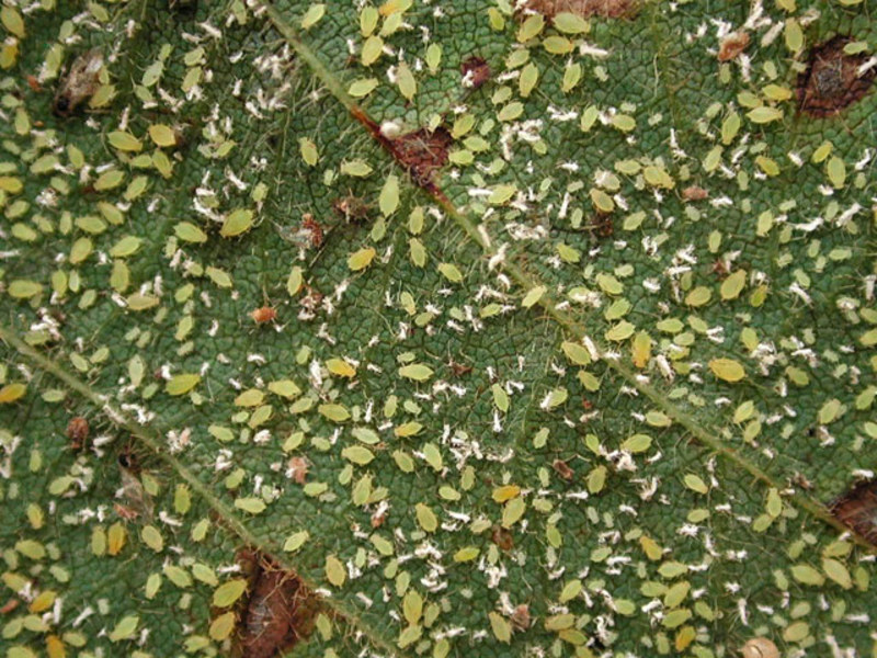 Kerosakan aphid