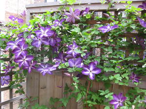 Bunga Clematis