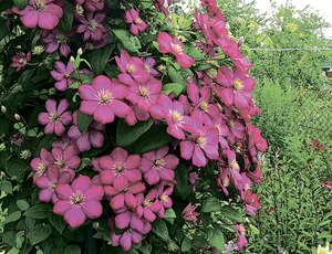 Bagaimana clematis tumbuh