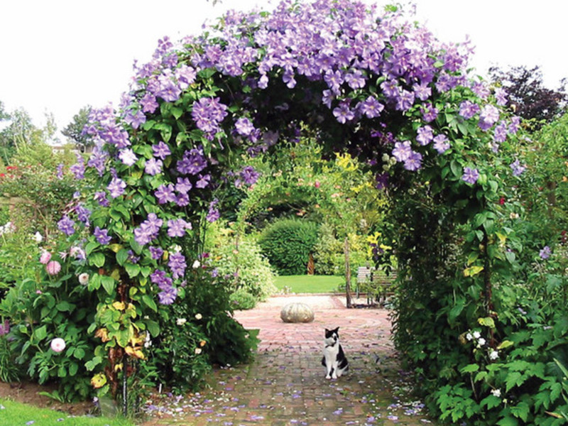 Tempat untuk menanam clematis