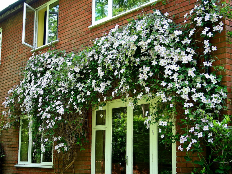 Penanaman clematis