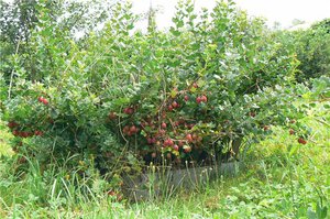 Penerangan mengenai semak dan beri gooseberry