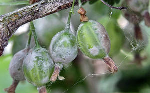 Kemungkinan penyakit dan rawatan gooseberry