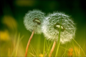 Dandelion dan tindak balas mereka terhadap cahaya matahari