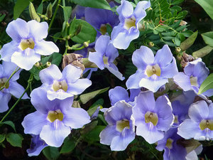 Tunbergia grandiflorum