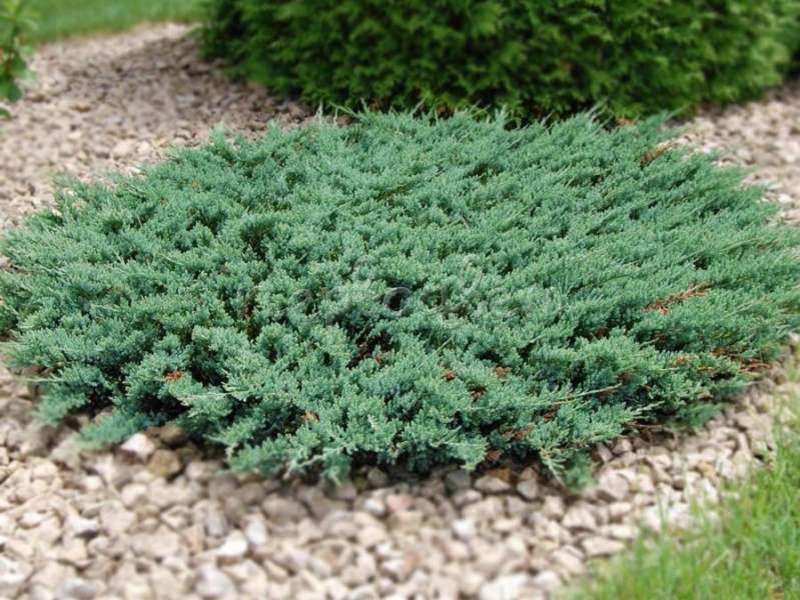 Juniper dalam reka bentuk landskap