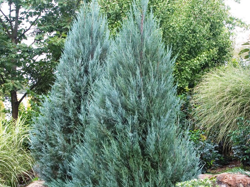 Juniper bersisik