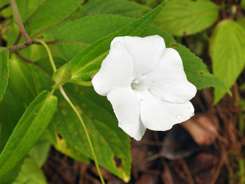 Thunbergia putih