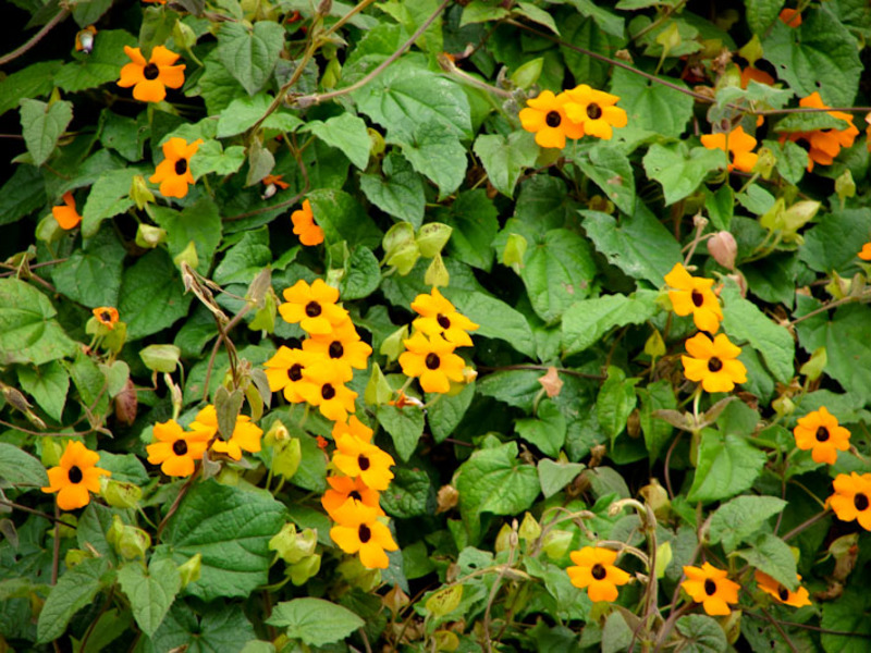 Tunbergia semak di kebun