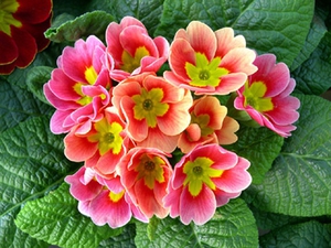 Nuansa primroses yang tumbuh