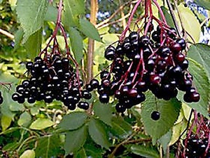 Tumbuhan elderberry hitam